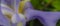 Blue flower iris core. Purple iris flower inside. Blooming iris versicolor close up