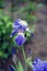 Blue flower irises close up, nature background