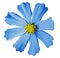 Blue flower kosmeya , white isolated background with clipping path. Closeup no shadows. yellow mid.