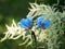 Blue flower of Meconopsis Bailey, Papaveraceae