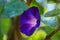 Blue flower of morning-glory ipomoea
