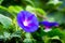 Blue flower of morning-glory ipomoea on the background of green leaves_