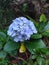 Blue flower in mountain bandung indonesia