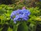 Blue flower in the mountain of sikkim