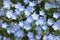 Blue flower, Nemophila, Japan