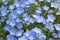 Blue flower, Nemophila, Japan