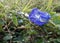 A blue flower is nestled amidst a lush, dew kissed, green leaves, after rain, outdoor photography