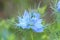 Blue flower , Nigelle , Nigella , Niger