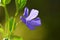 Blue flower Periwinkle Vinca minor close up.