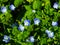 Blue flower Persian speedwell or Veronica persica in grass macro, selective focus, shallow DOF