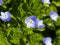 Blue flower Persian speedwell or Veronica persica on stem macro, selective focus, shallow DOF