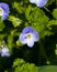 Blue flower Persian speedwell or Veronica persica on stem macro, selective focus, shallow DOF