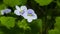 Blue flower Persian speedwell or Veronica persica on stem macro, selective focus, shallow DOF