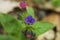 Blue flower and pink bud Pulmonaria lungwort
