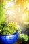 Blue flower pot over sunny garden background