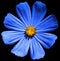 Blue flower Primula isolated