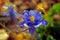 Blue flower of the Rock Columbine, Dwarf Blue Columbine, Aquilegia scopulorum