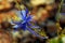 Blue flower of the Rock Columbine, Dwarf Blue Columbine, Aquilegia scopulorum