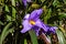 Blue flower in the Sempre VIva Park at Mucuge in Chapada Diamantina, Bahia, Brazil