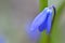 Blue flower snowdrop close-up