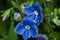 Blue flower of Speedwell or Veronica with drops of water closeup. Flowers after rain in green blurred background from grass. Fresh