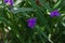 Blue flower Tradescantia-unpretentious decorative deciduous plant in your garden.