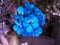Blue flower on a violet background