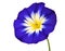 Blue Flower with White Yellow Star Center Isolated