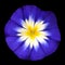 Blue Flower with White Yellow Star Center Isolated