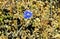 Blue flower of wild flax in the field. Linum bienne.