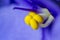 Blue flower with yellow stamen macro