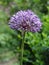 Blue-flowered garlic