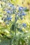 Blue flowering Borage or starflower Borago officinalis with stem and leafs outside in the garden with a warm colored unsharp bac