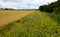 Blue flowering bundle and yellow mustard as a forage belt along a wheat field for bees and insects. The landscape is more varied