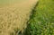 Blue flowering bundle and yellow mustard as a forage belt along a wheat field for bees and insects. The landscape is more varied