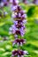 Blue flowering catnip Nepeta faassenii