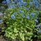 Blue flowering Corydalis flexuosa