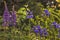 Blue flowering irises and two lupines in the garden.