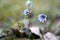 Blue flowering liverwort (Anemone hepatica).