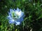 A blue flowering love in a mist in summer