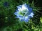 A blue flowering love in a mist in summer