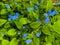 Blue flowers against a green background