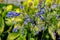 Blue flowers of Agapanthus Campanulatus or African Lily Blue in