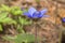 The blue flowers of the anemones are growing in a forest glade, the sunlight and color illumination.