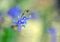 Blue flowers of Australian native Lobelia dentata