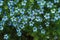 Blue flowers background