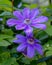 Blue flowers of blooming clematis.