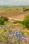 Blue flowers blooming in front of grape vineyard in south east region of Spain