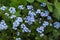 Blue flowers blossom forget-me-not myosotis