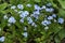 Blue flowers blossom forget-me-not myosotis